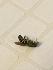Agapostemon poeyi