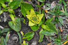 Caltha sagittata