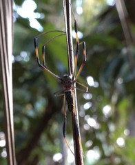Nephila comorana