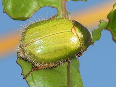 Brachysternus prasinus