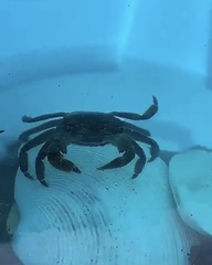 Pachygrapsus crassipes