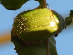 Brachysternus prasinus