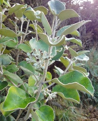 Brachyglottis rotundifolia