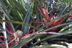 Bromelia serra