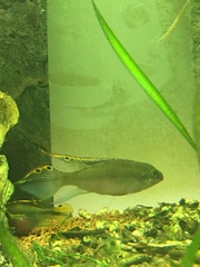 Pelvicachromis pulcher