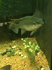 Pelvicachromis pulcher