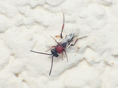 Aspicera scutellata