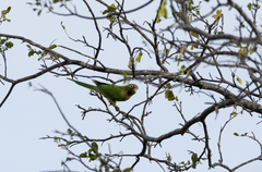 Eupsittula cactorum