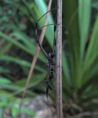 Nephila comorana