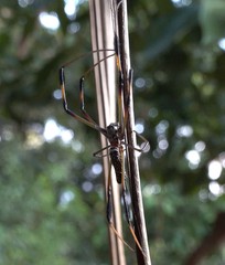 Nephila comorana