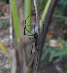 Nephila comorana