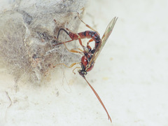 Tromatobia lineatoria