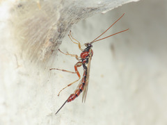 Tromatobia lineatoria