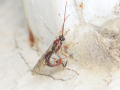 Tromatobia lineatoria