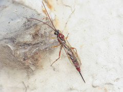 Tromatobia lineatoria