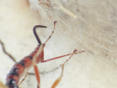 Tromatobia lineatoria