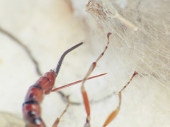 Tromatobia lineatoria