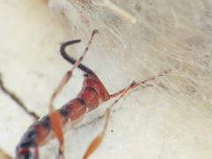 Tromatobia lineatoria