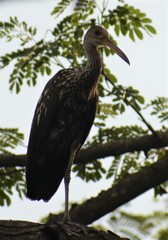 Aramus guarauna