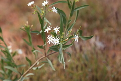 Jasminum calcareum