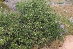 Jasminum calcareum
