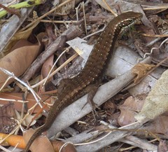 Trachylepis comorensis