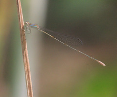 Aciagrion pallidum