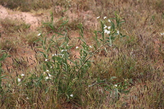 Jasminum calcareum