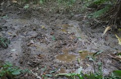 Elephas maximus sumatranus