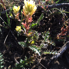 Castilleja affinis neglecta