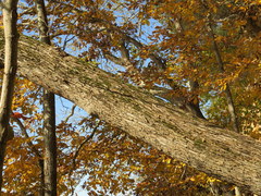 Ulmus serotina