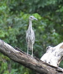 Nyctanassa violacea