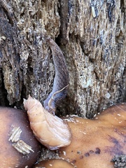 Prophysaon foliolatum