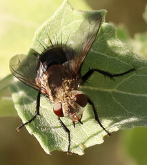Archytas analis