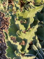 Aristolochia peninsularis