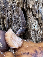 Prophysaon foliolatum