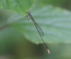 Aciagrion pallidum