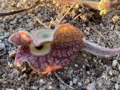 Aristolochia peninsularis