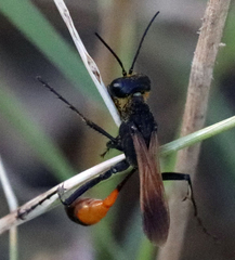 Ammophila placida