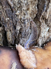 Prophysaon foliolatum