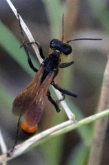 Ammophila placida