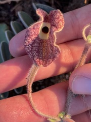 Aristolochia peninsularis