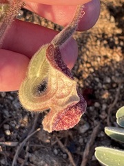 Aristolochia peninsularis