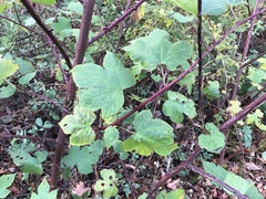 Rubus phoenicolasius