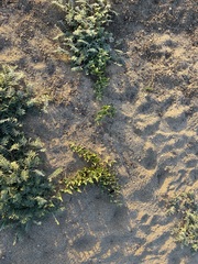 Aristolochia peninsularis