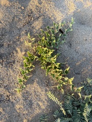 Aristolochia peninsularis