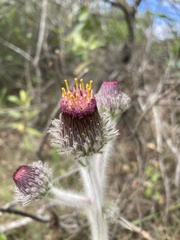 Stenachaenium riedelii