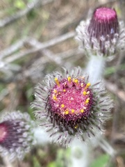 Stenachaenium riedelii