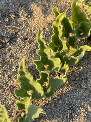 Aristolochia peninsularis