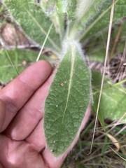 Stenachaenium riedelii